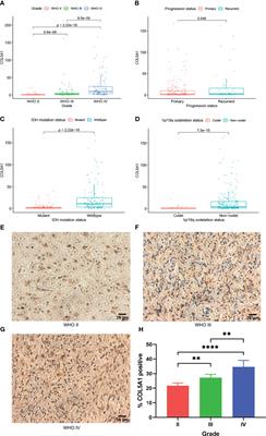 COL5A1 Serves as a Biomarker of Tumor Progression and Poor Prognosis and May Be a Potential Therapeutic Target in Gliomas